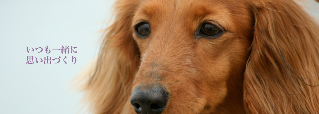 dog.png